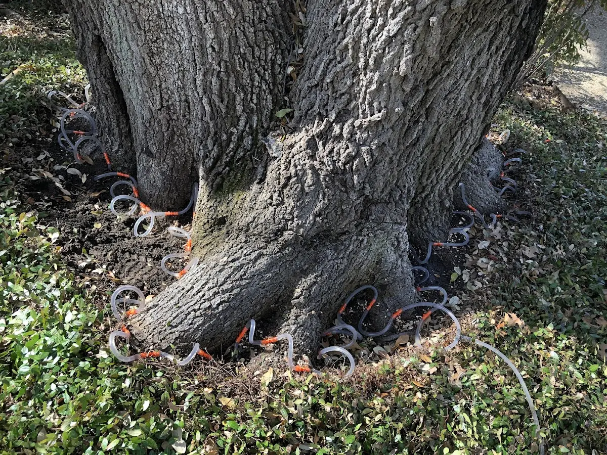 Detailed Tree Cabling and Bracing job site in Margarettsville