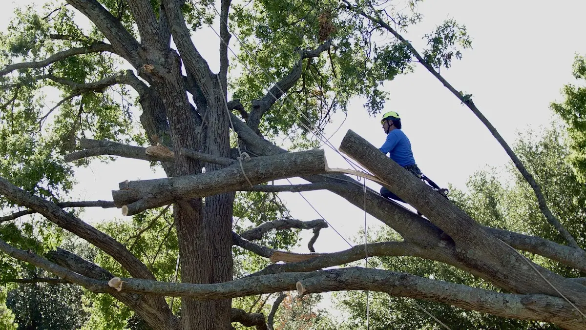 Professional Crown Thinning performed by certified arborists in Margarettsville